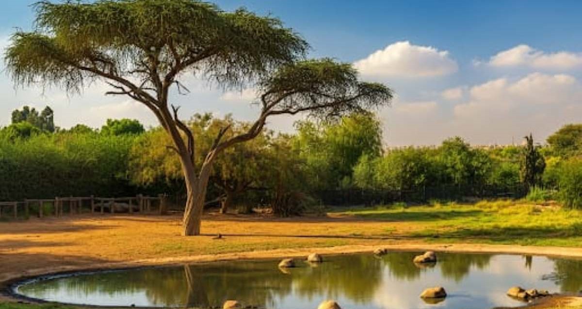 הדמיית AI: הסוואנה בספארי ברמת גן (מערכת)