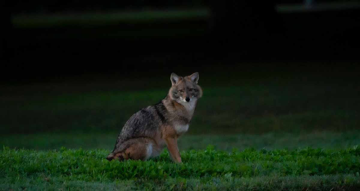 תן זהוב יושב על דשא ופניו למצלמה. התמונה צולמה בחושך.