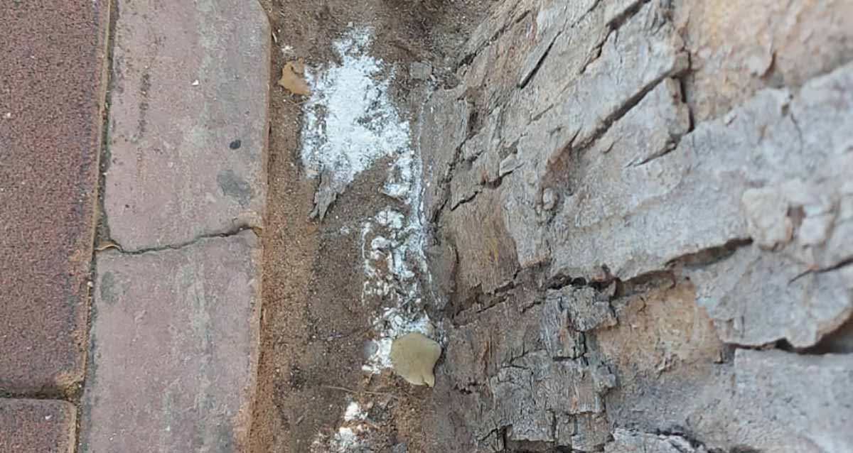 חשד לפיזור אבקה רעילה בפארקים ברמת גן. אבקה לבנה על הרצפה.