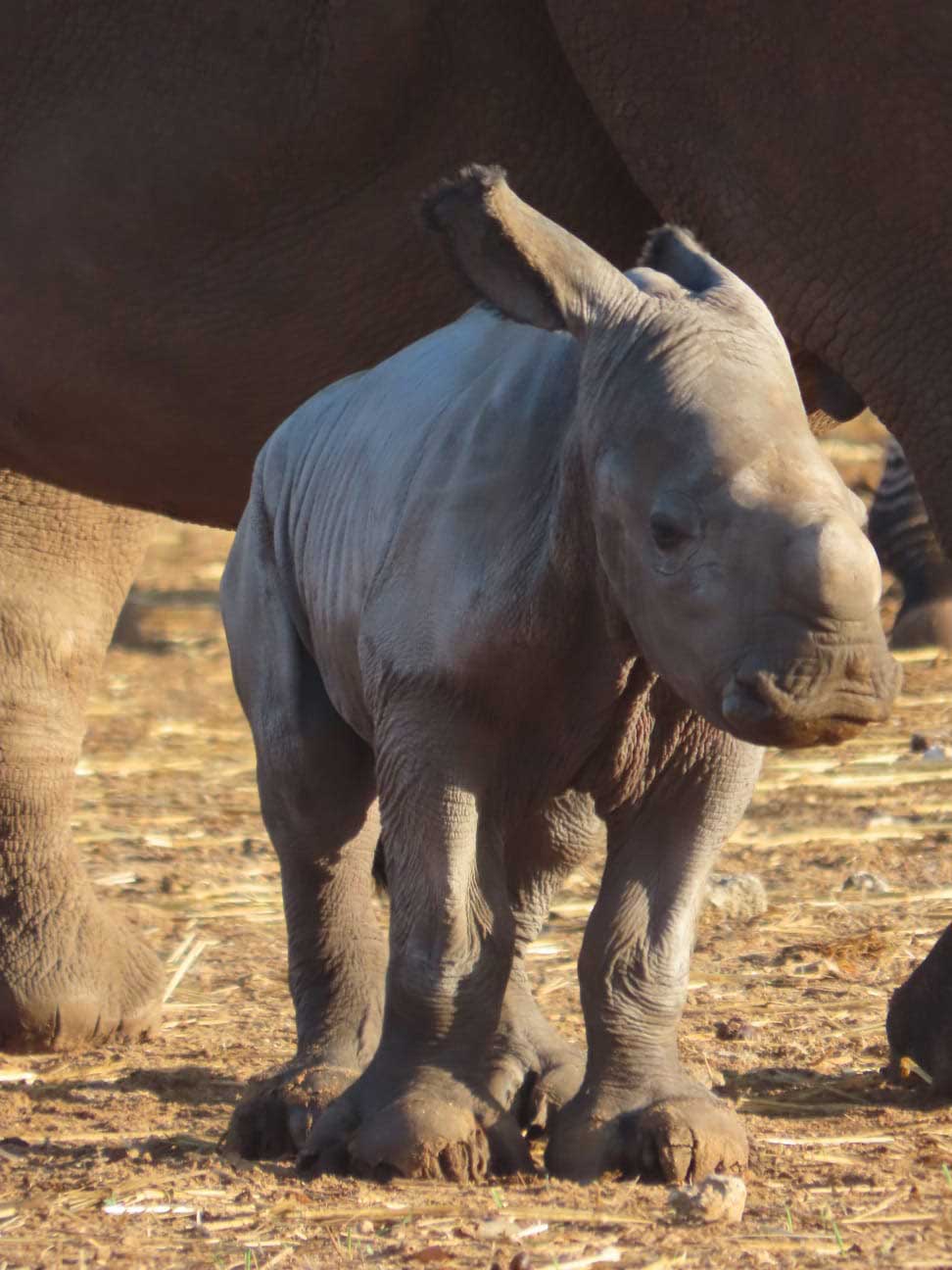 קרנף צעיר נולד לקרנפה בספארי רמת גן, ברקע זברות