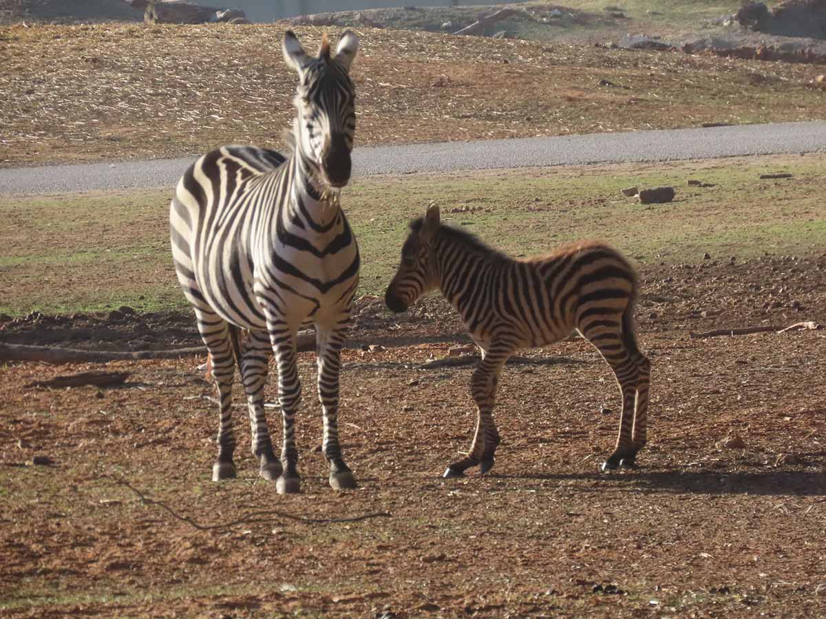 זברות בספארי ברמת גן. שתי זברות. אחת מבוגרת עם הפנים אלינו והשנייה צעירה עם הפנים למבוגרת.