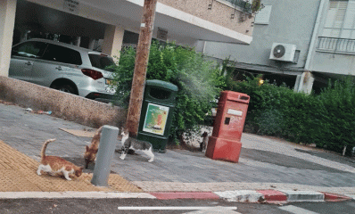 תנים וחתולים בעיר. במדרכה תן ושני חתולים.