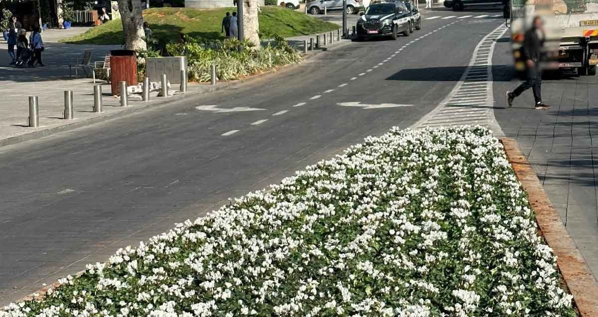 פרויקט שתילות ברמת גן, פרחים לבנים בפס הפרדה בכביש.