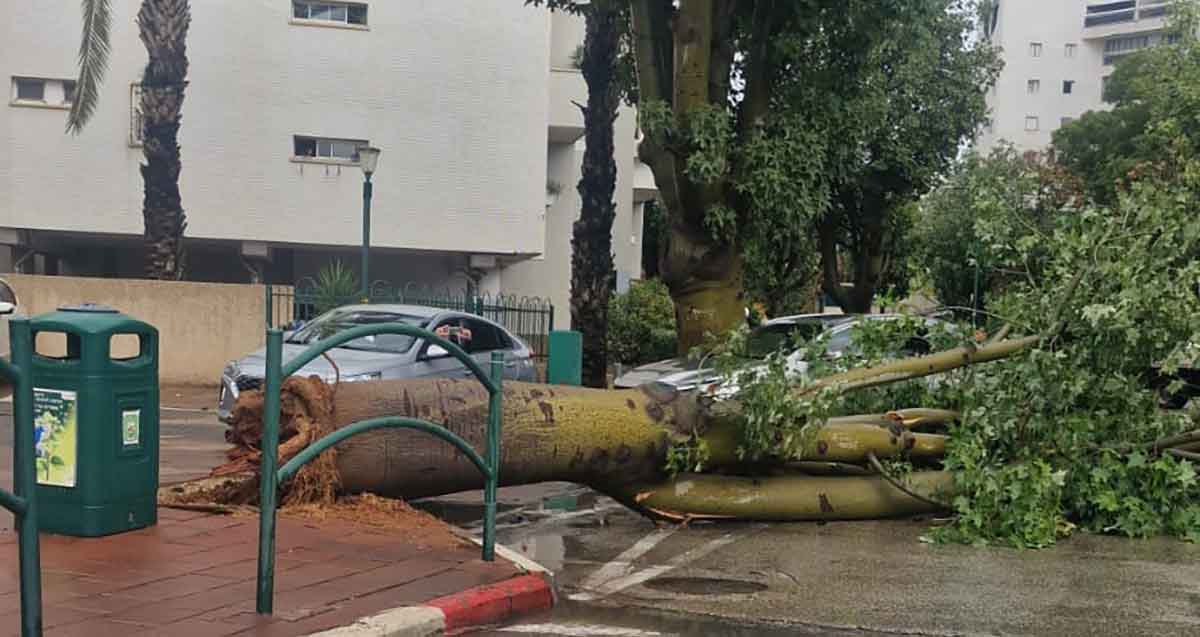 עץ קרס ברחוב הכבאים ברמת גן, לכל רוחב הכביש.