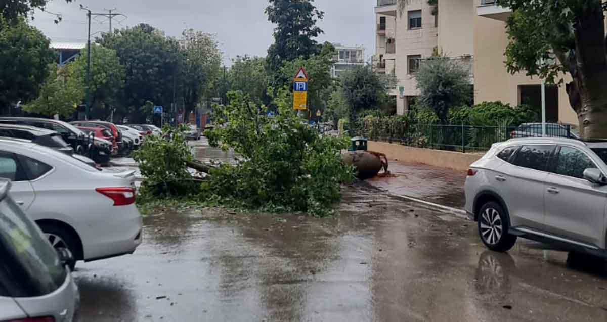 עץ קרס ברחוב הכבאים ברמת גן, לכל רוחב הכביש.