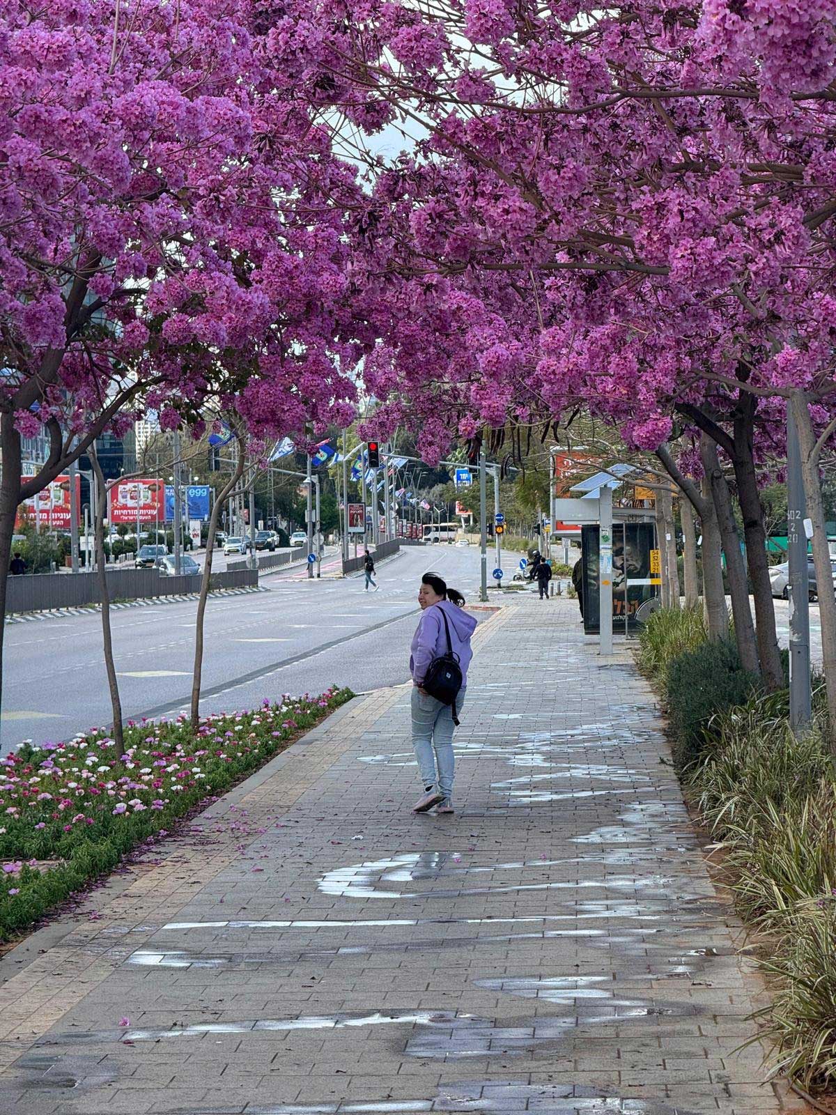 שתילות ונטיעות ברמת גן לחג הפסח. עצים פורחים בסגול.
