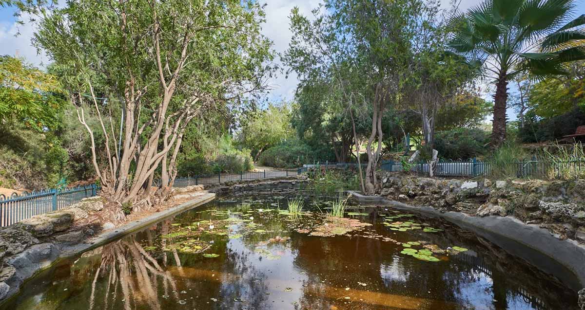 עצים ובריכת נוי בגינה ציבורית בגבעתיים
